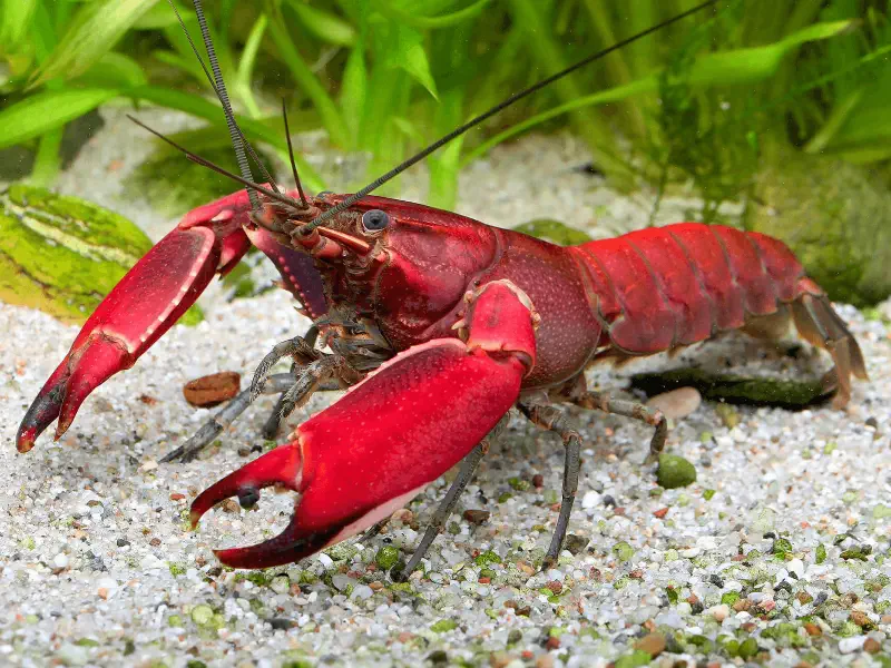 Cherry / Red Claw Crayfish