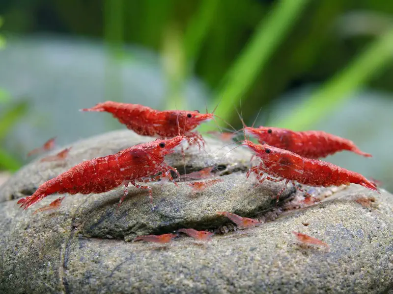 Cherry Shrimp