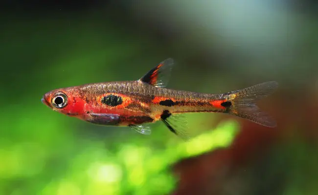 Chili Rasbora