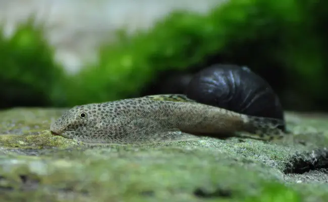 Chinese Hillstream Loach
