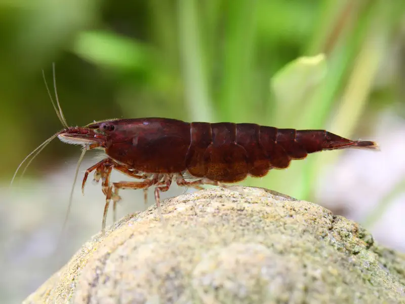 Chocolate Neocaridina shrimp