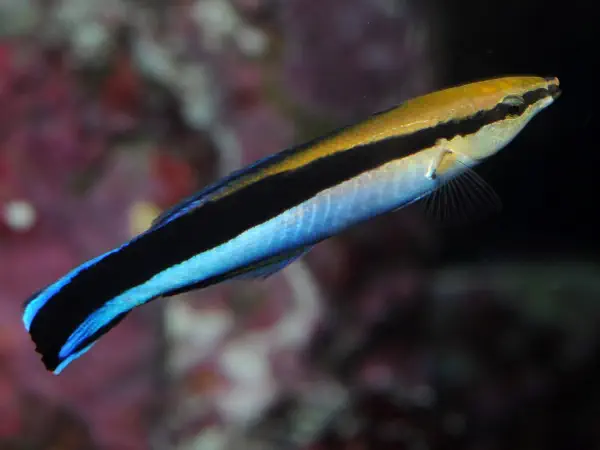 Cleaner Wrasse