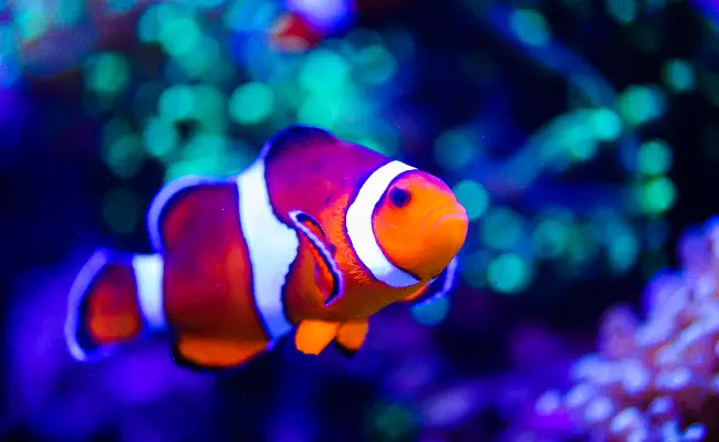 Clownfish (Ocellaris / Percula)