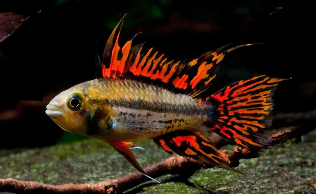 Cockatoo Cichlid