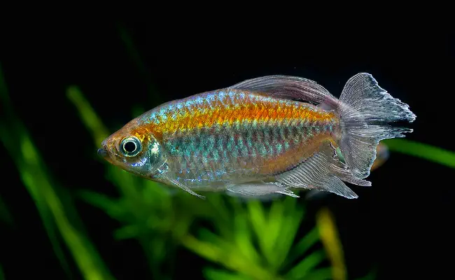 Congo Tetra
