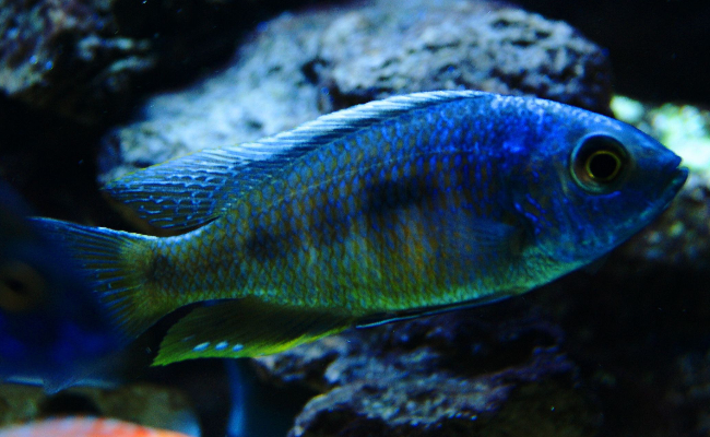 Copadichromis (Utaka)