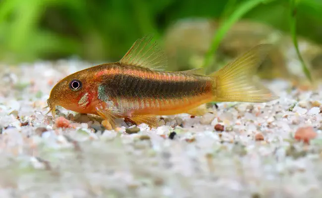 Corydoras Catfish
