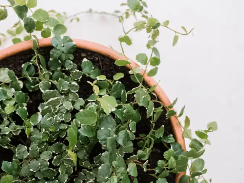 Creeping Fig