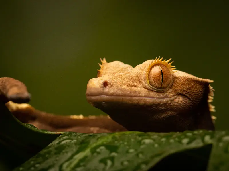 Crested Gecko
