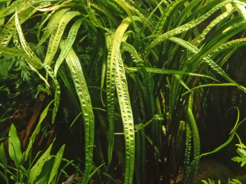 Cryptocoryne balansae