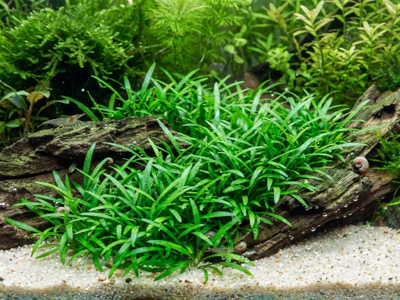 Cryptocoryne parva