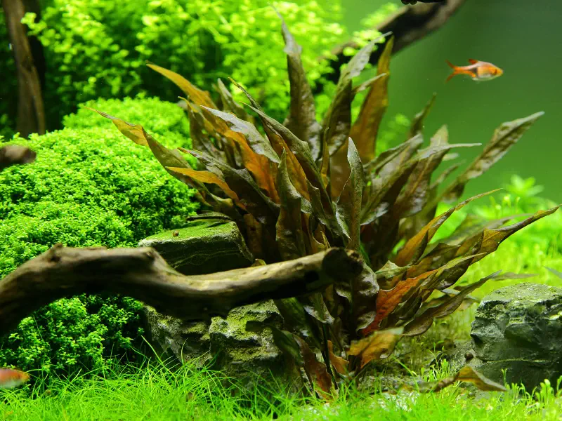 Cryptocoryne wendtii