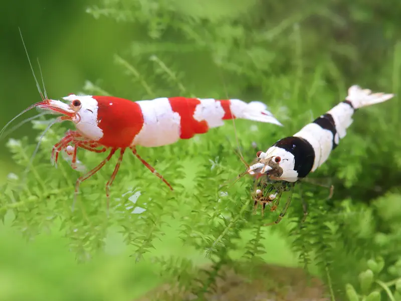 Crystal Red Caridina shrimp