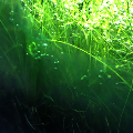 Cyanobacteria