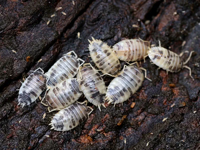 Dairy Cow Isopod