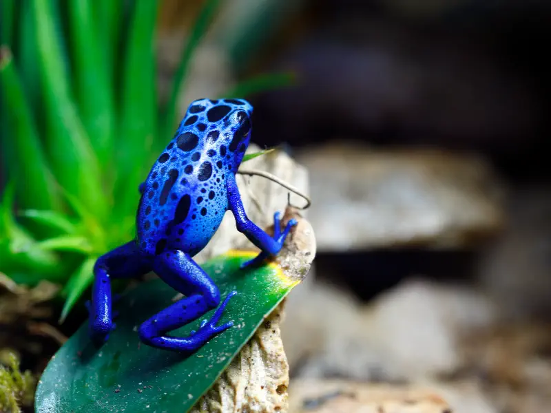 Dart Frog