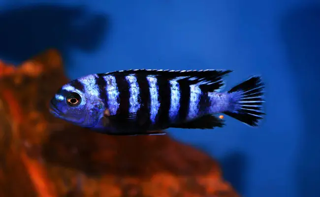 Demasoni