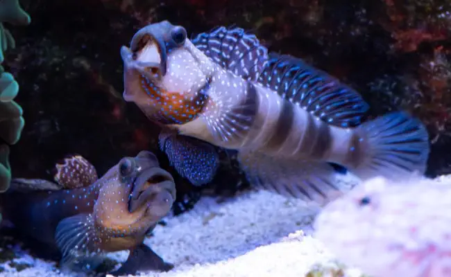 Diamond / Watchman Goby