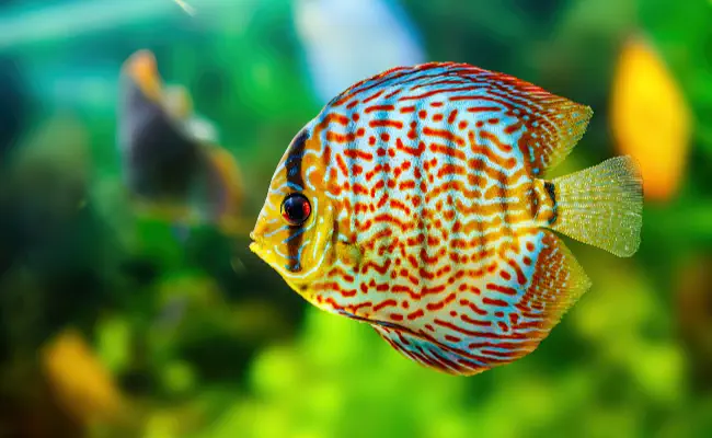 Discus