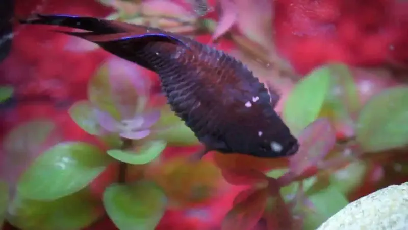 Raised scales give a classic 