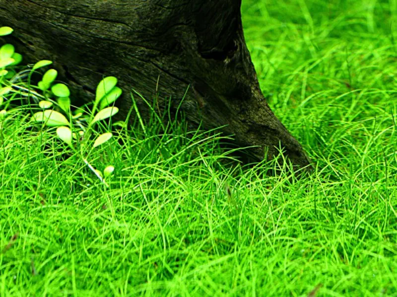 Dwarf Hairgrass