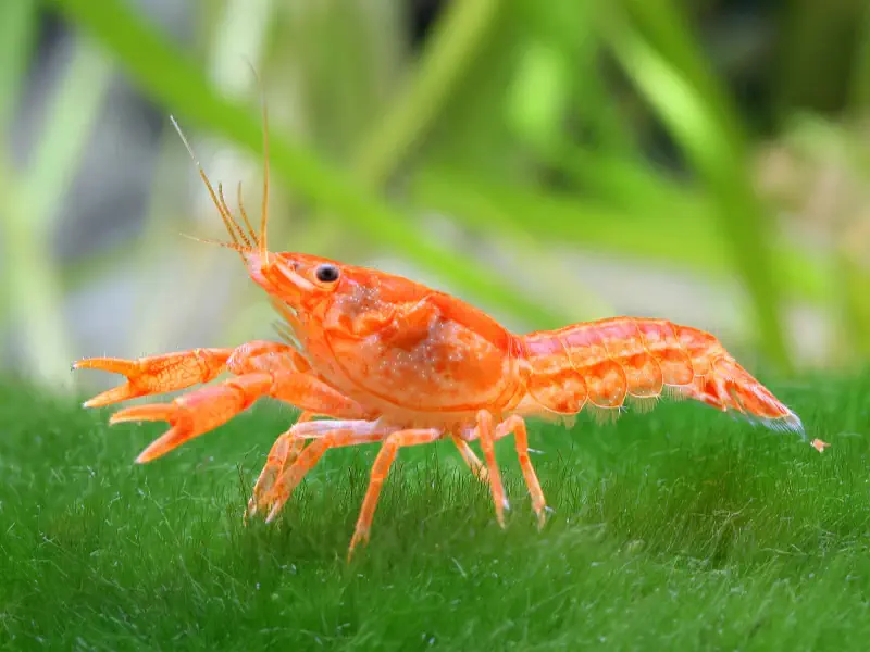Dwarf Mexican Crayfish