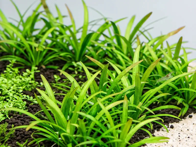 Dwarf Sagittaria