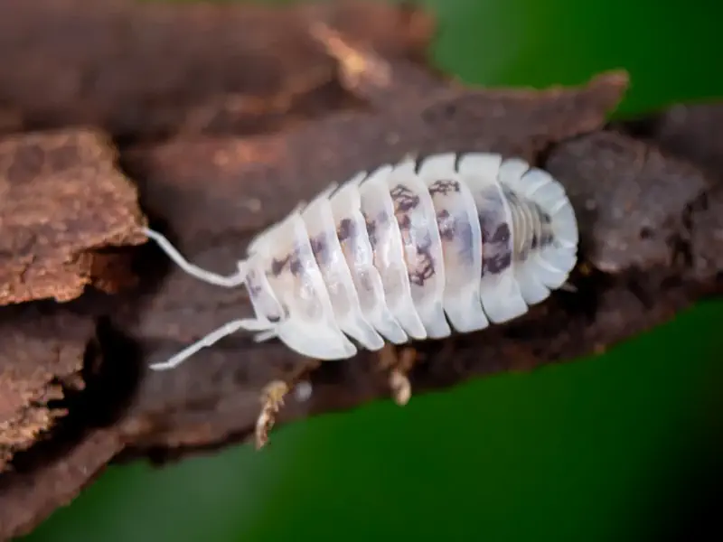 Dwarf White Isopod