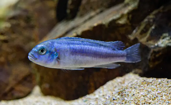 Electric Blue Johanni