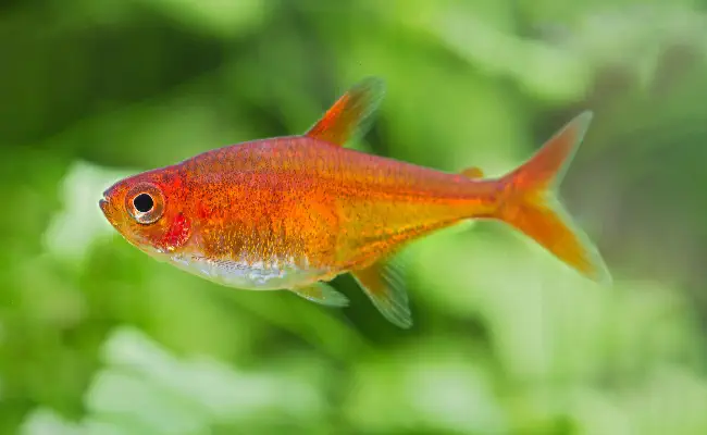 Ember Tetra