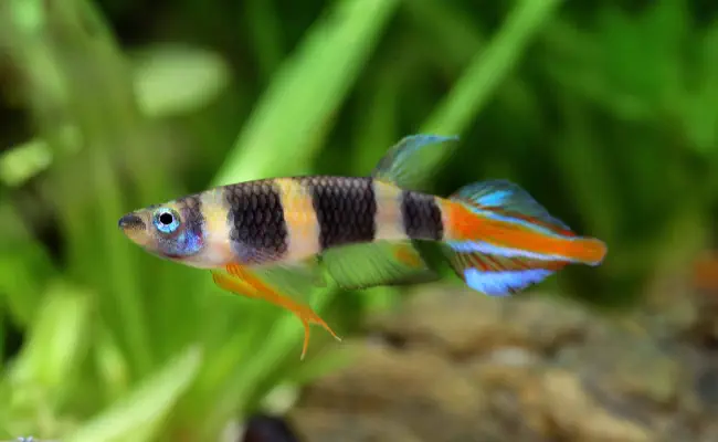 Clown Killifish
