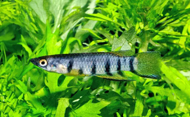 Redchin Panchax