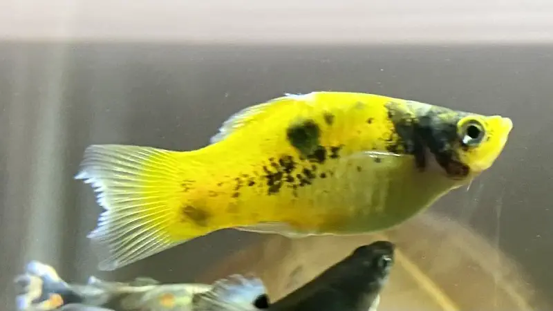 Ragged, fraying fin edges with discolouration