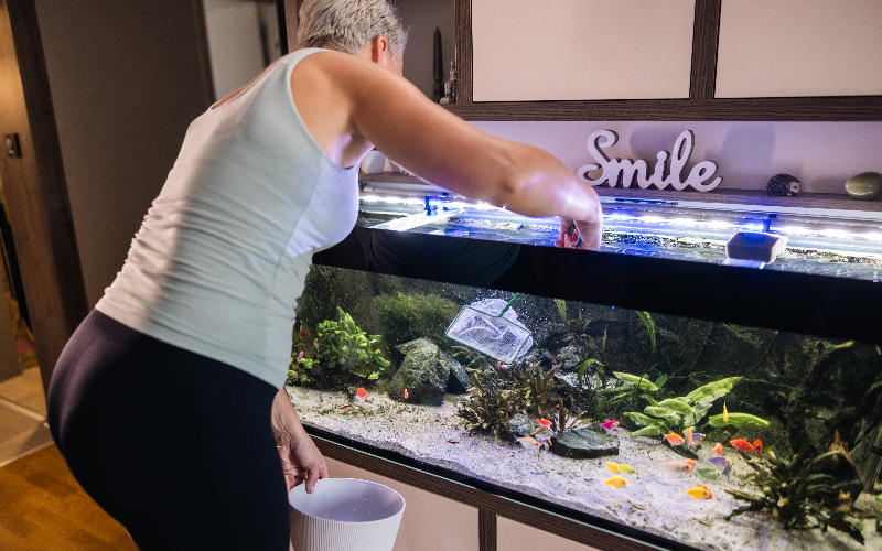 Fish Disease Identification & Treatment