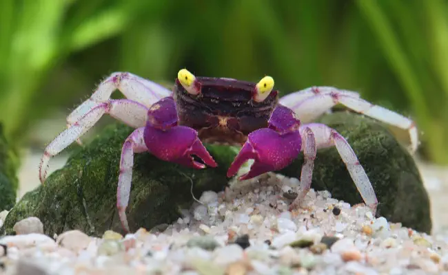 Invertebrates for Freshwater Tanks