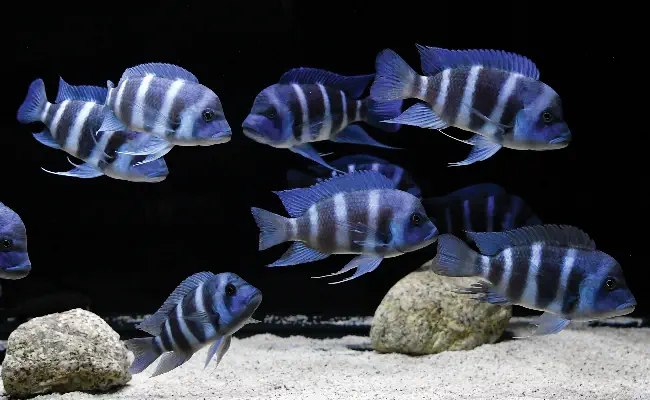 Frontosa