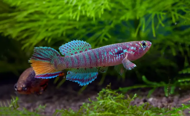 Blue Gularis