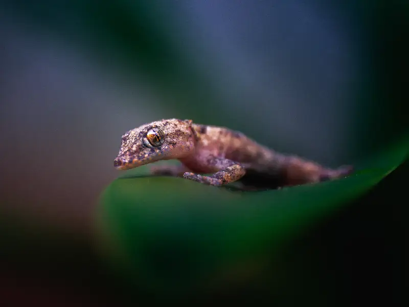 Gargoyle Gecko