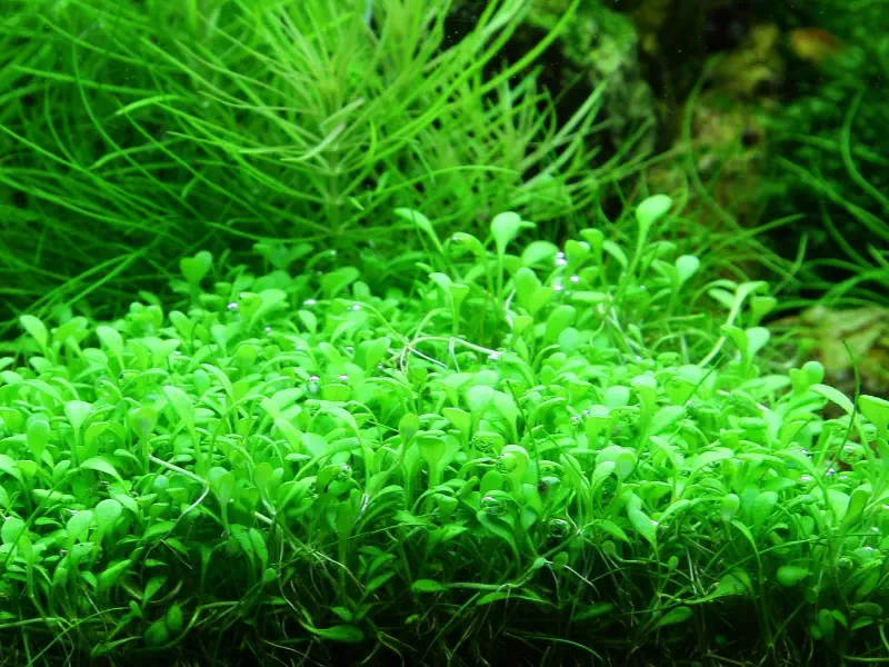 Glossostigma