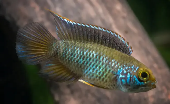 Goldeneye Dwarf Cichlid