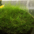 Green Hair Algae