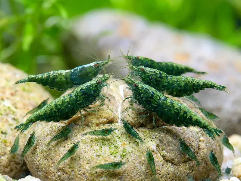 Green Jade Neocaridina shrimp
