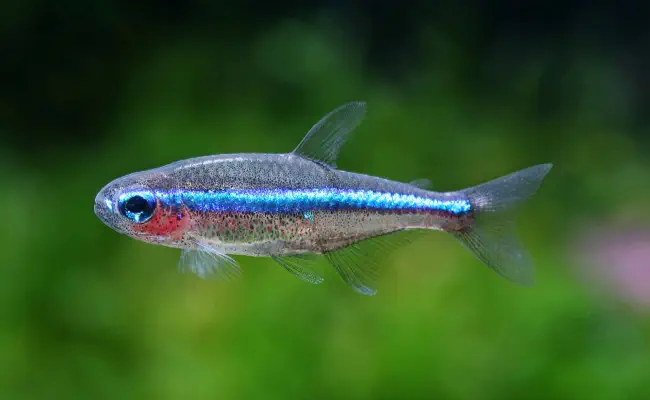 Green Neon Tetra
