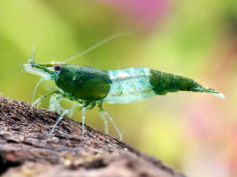 Green Rili Neocaridina shrimp