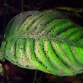 Green Spot Algae