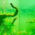Green Water