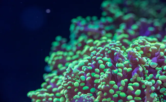 Hammer Coral