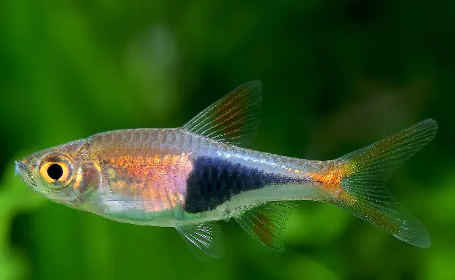 Harlequin Rasbora