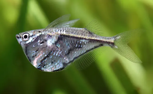 Hatchetfish