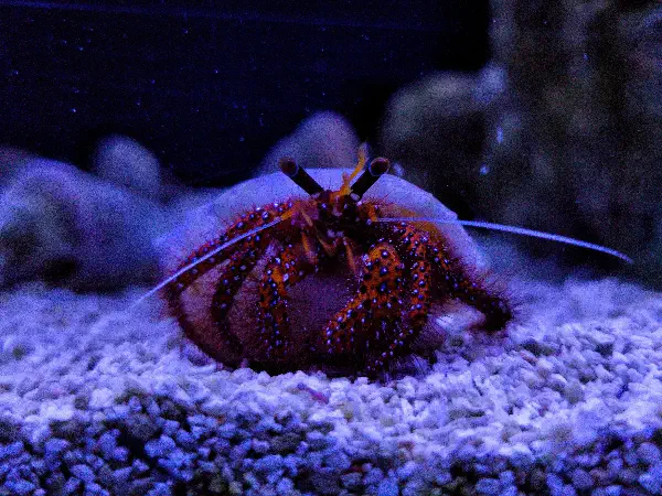 Hermit Crab